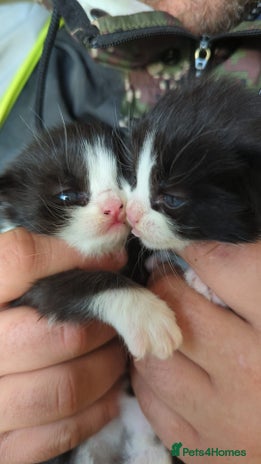 Mixed Breed cats Kittens - Advert 13