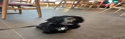 Sproodle dogs for sale: Cockapoo puppy girl 15 weeks old  - Advert 2