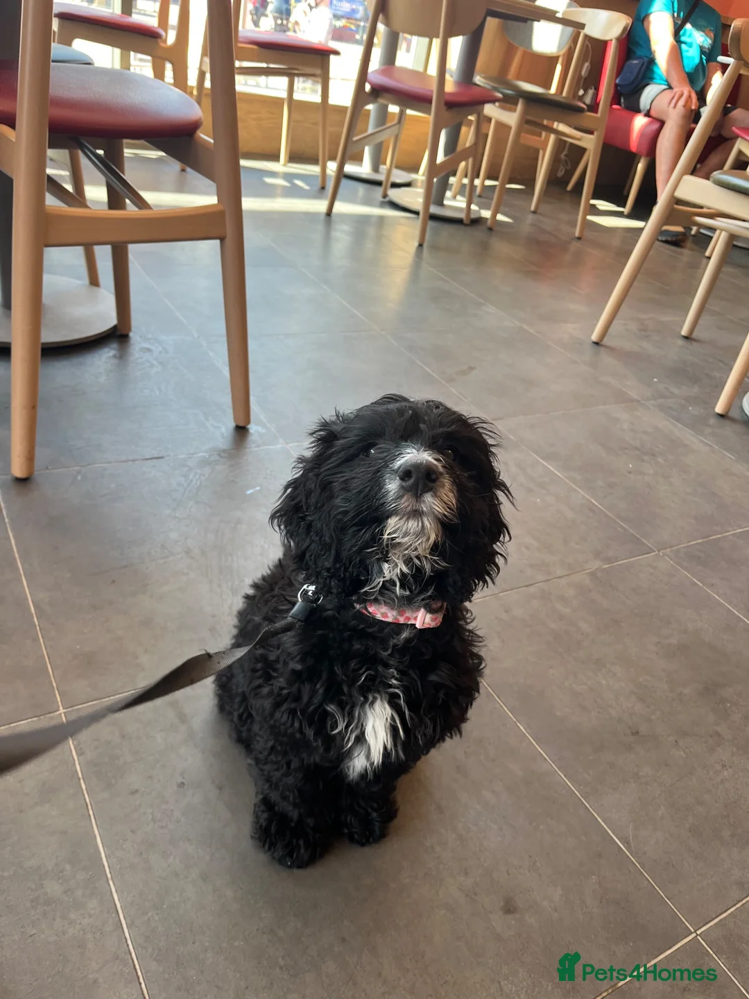 Sproodle dogs for sale: Cockapoo puppy girl 15 weeks old  - Advert 2