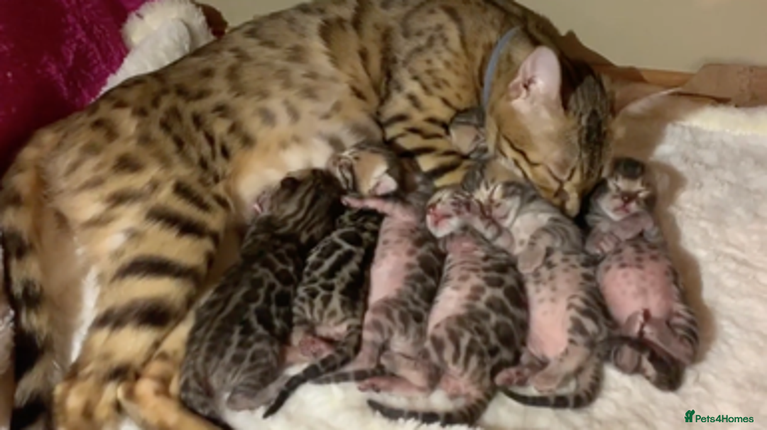 Bengal cats for sale: Bengal Kittens - Image 4