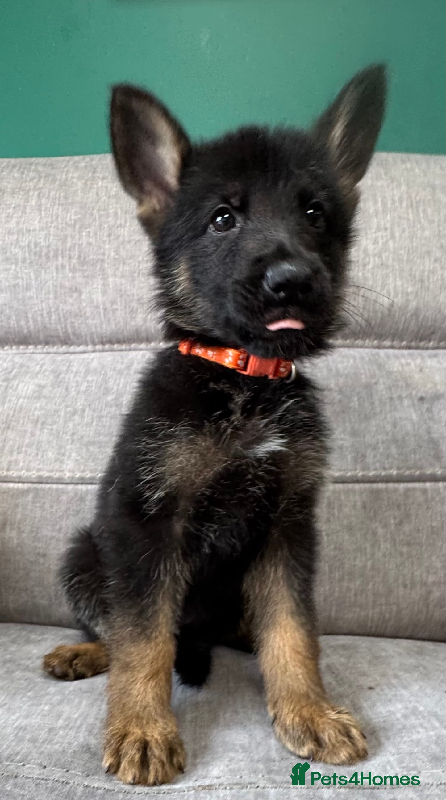 German Shepherd dogs 10 beautiful German shepherd puppies - Advert 2