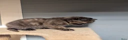 Mixed Breed cats for sale: 2 Bengal/Norwegian forest Kittens  - Advert 2