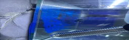 Bettas fish for sale: Mixed betta fish  - Advert 27