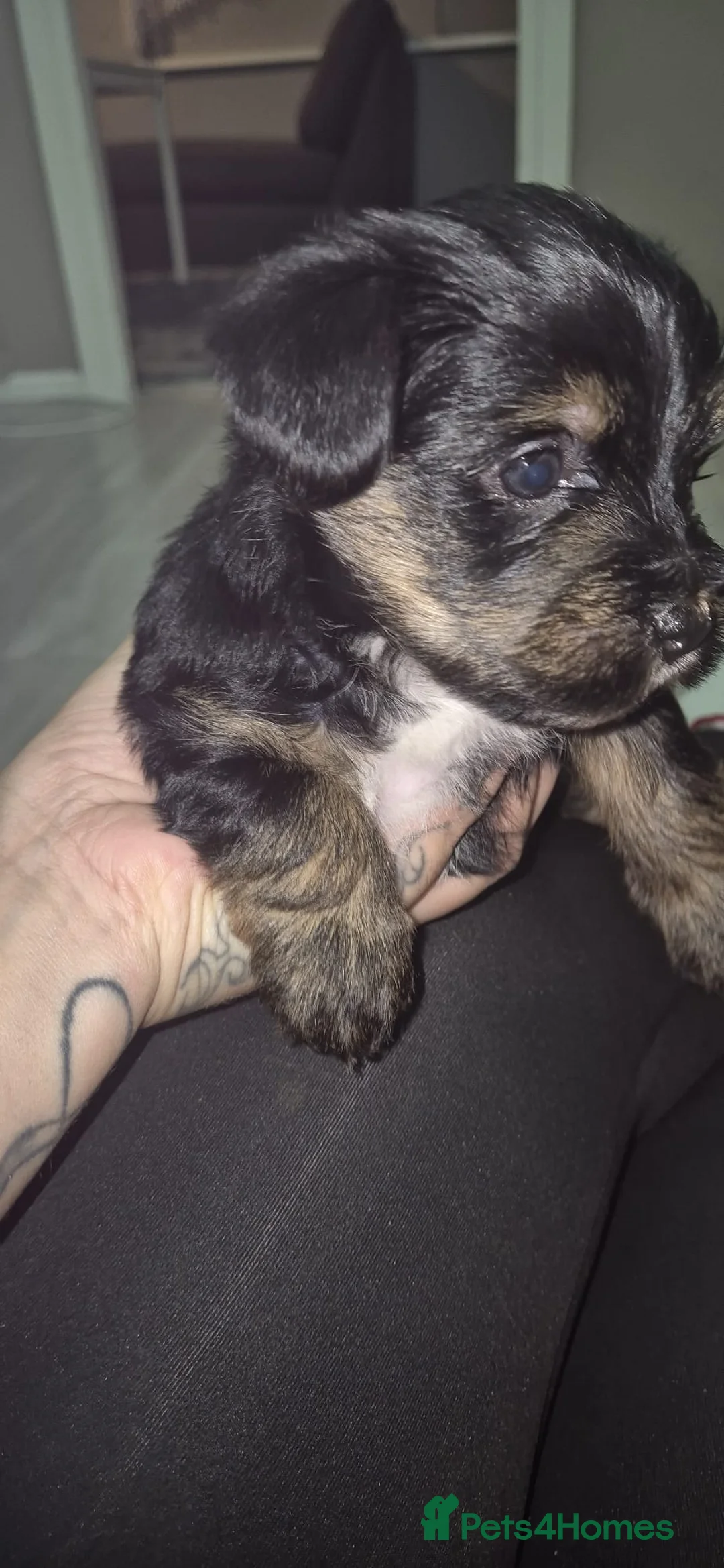 Mixed Breed dogs for sale: Yorkshire terrier mix brider - Advert 10