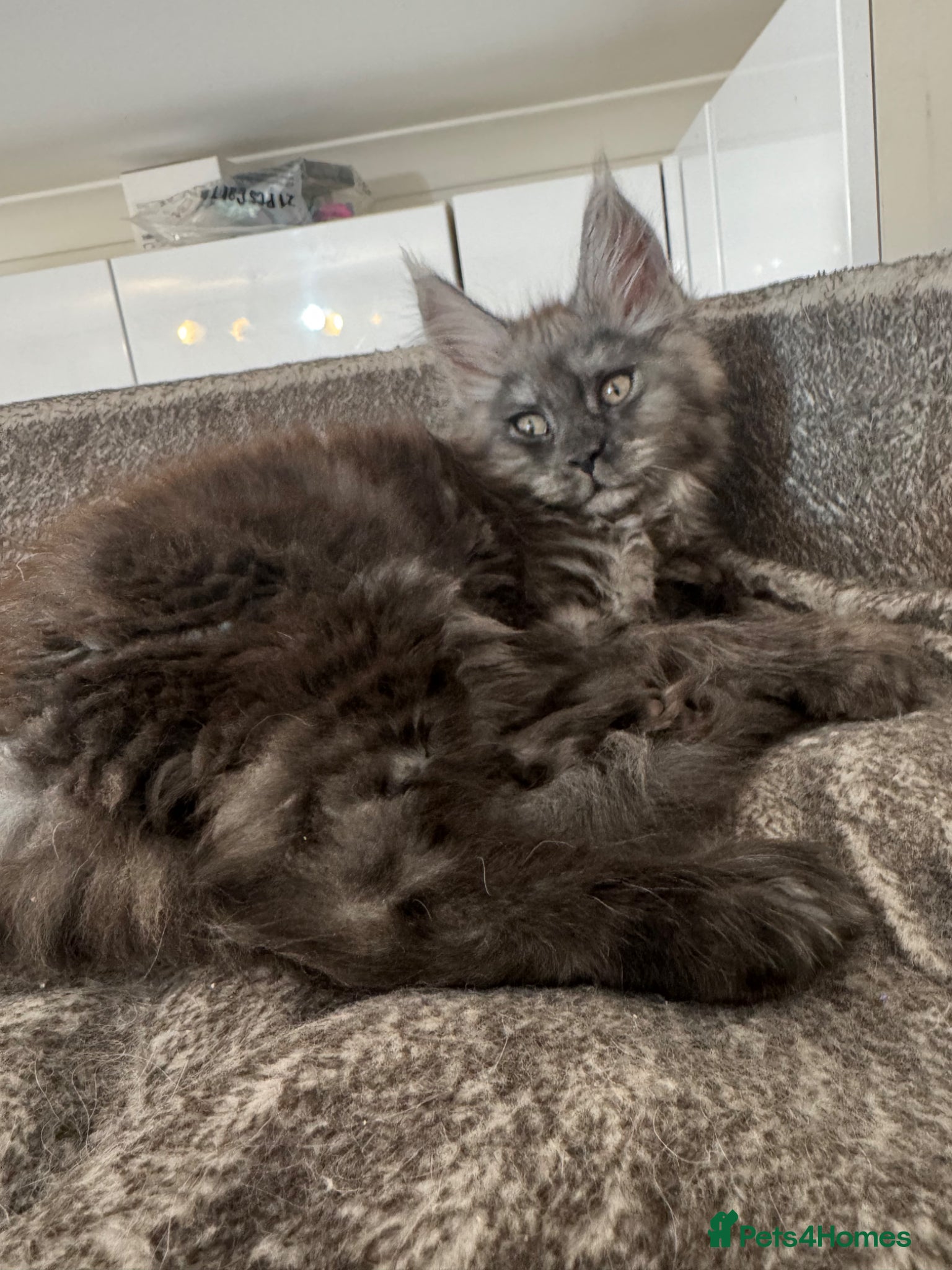 Maine Coon cats Large female Maine Coon kittens  - Advert 1