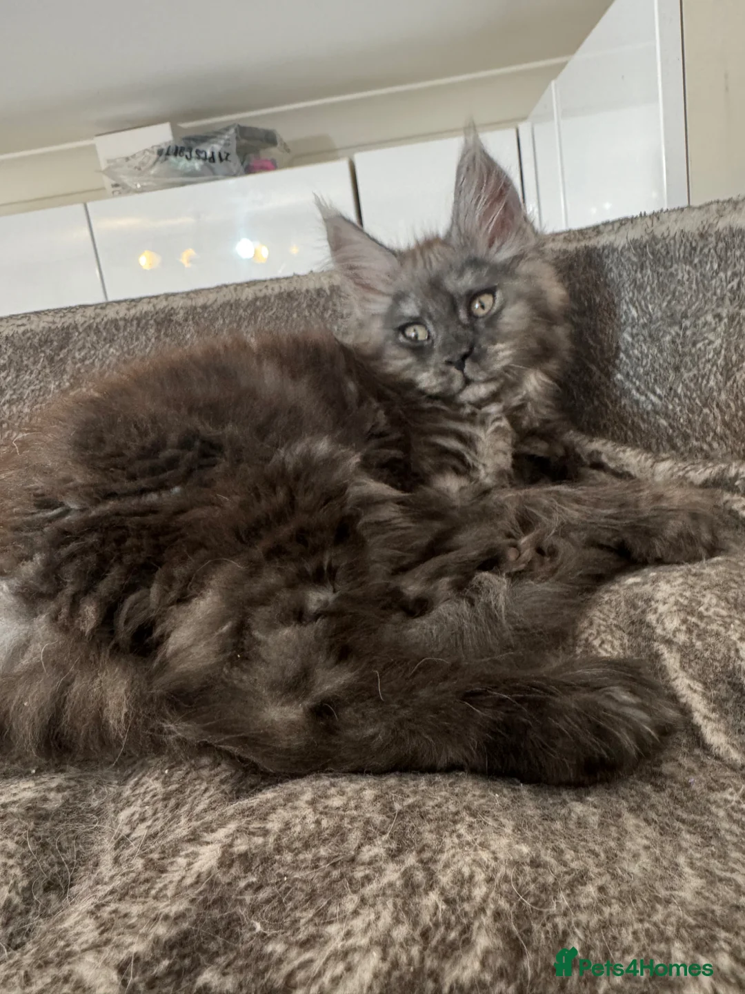 Maine Coon cats for sale: Large female Maine Coon kittens  - Advert 1