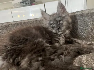 Maine Coon cats for sale: Large female Maine Coon kittens - Advert 1