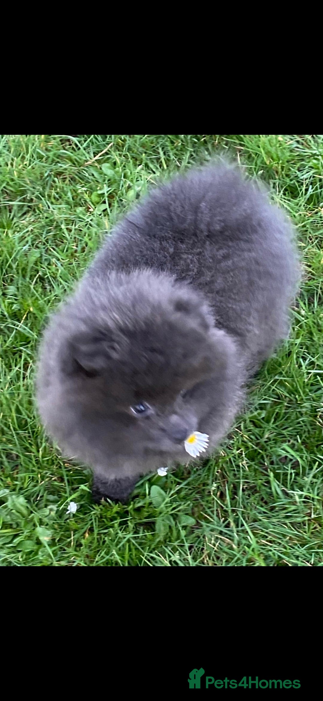 Pomeranian dogs Gorgeous lilac pomeranian girl. - Advert 1