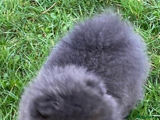 Pomeranian dogs Gorgeous lilac pomeranian girl. - Advert 15