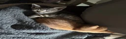 British Shorthair cats for sale: Adorable kittens - Advert 12