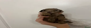 Cockapoo 4