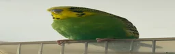 Budgerigars birds for sale: Young Pair of Budgies Looking for Loving Home - Advert 4