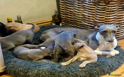 Whippet dogs for sale: Strong KC Reg Whippet Pups - Image 2