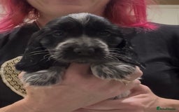 Cocker Spaniel dogs for sale: Blue Roan Show Cocker Spaniels  - Image 6