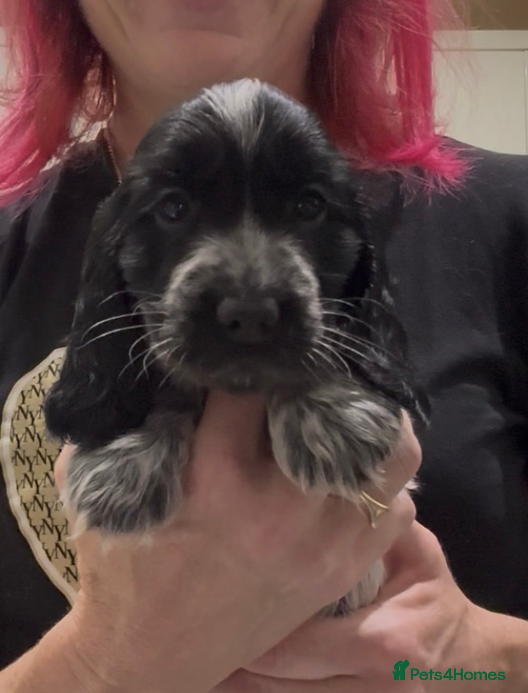 Cocker Spaniel dogs for sale: Blue Roan Show Cocker Spaniels  - Image 6