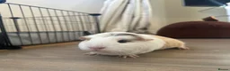 Guinea Pig rodents for sale: 2 Female Guinea pig sisters - Advert 6