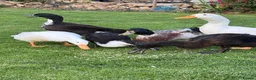Ducks poultry for sale: Free 5 variety of walking ducks 🦆  - Advert 4