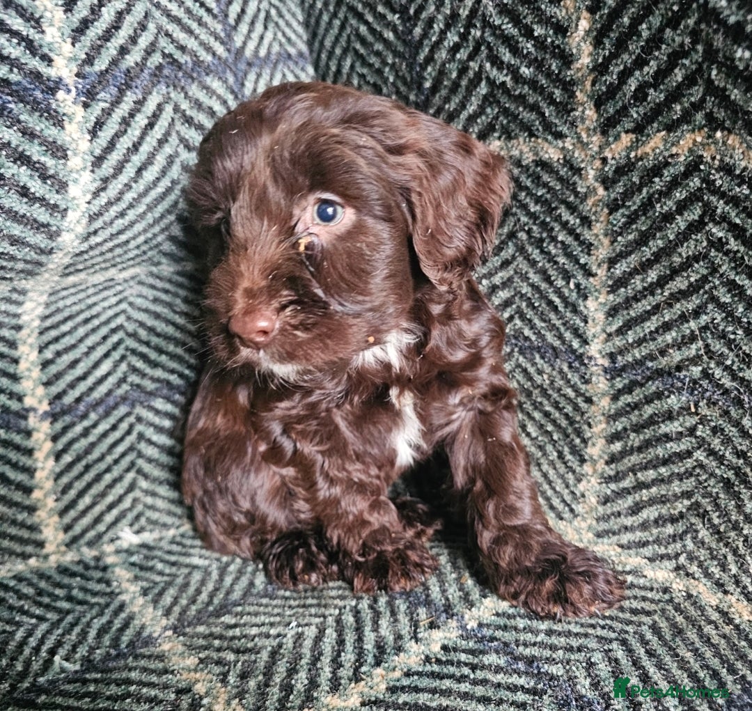 Cockapoo dogs for sale: Cockerapoo puppies F1 - Advert 5