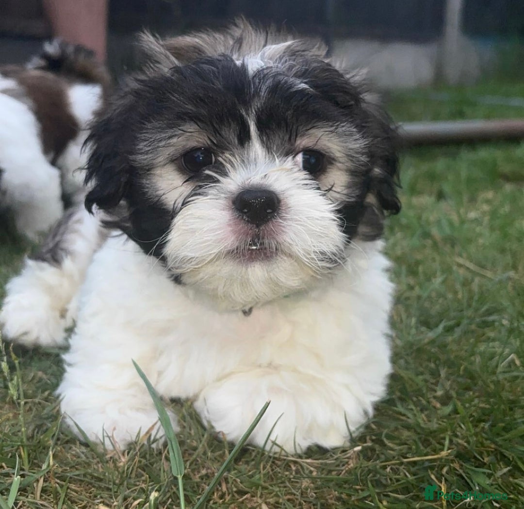 Cava Tzu dogs for sale: READY NOW in Leicester - Image 3