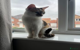 Domestic Shorthair cats for sale: Four beautiful male kittens  - Image 14