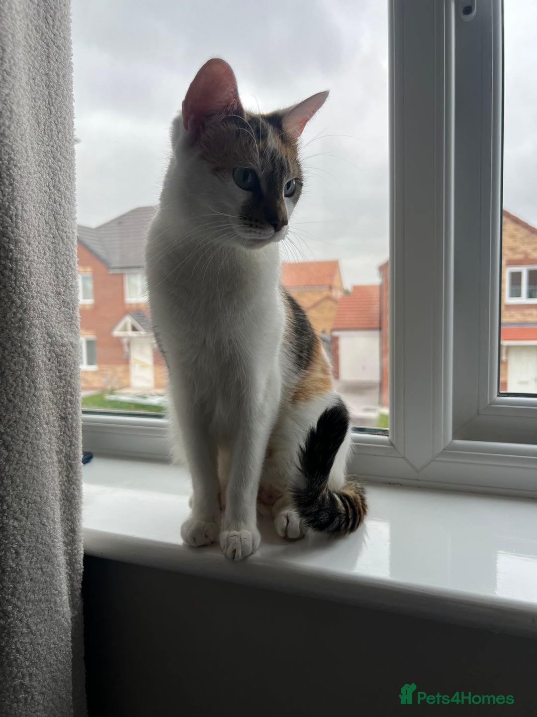 Domestic Shorthair cats for sale: Four beautiful male kittens  - Image 14