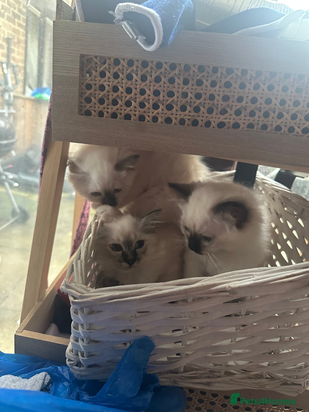 Birman cats for sale: Lovely Birman kittens  - Image 25