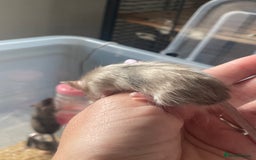Mouse rodents for sale: Beautiful fancy mice looking for forever homes - Image 19