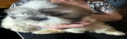 Shih Tzu dogs for sale: Shih Tzu puppy  - Advert 19