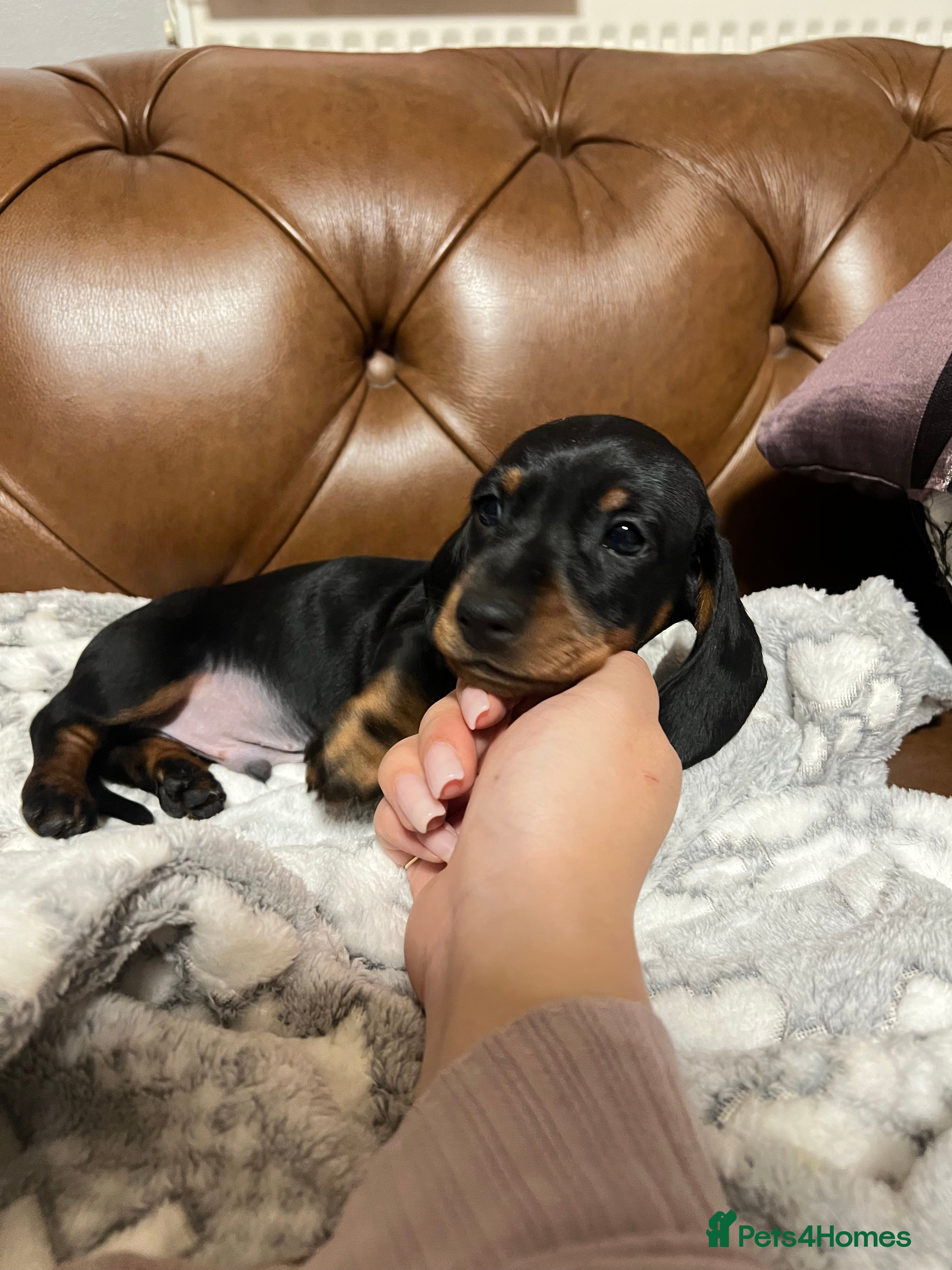 Miniature Dachshund dogs only 1 left!! sweet mini dachshund babies - Advert 16