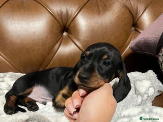 Miniature Dachshund dogs only 1 left!! sweet mini dachshund babies - Advert 16