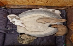 Whippet dogs for sale: KC Registered Whippet Pups - 2 girls left - Image 14