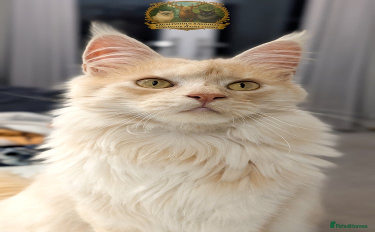 Maine Coon cats High Red Smoke 66/66 Polydactyl Champion Lines - Advert 2