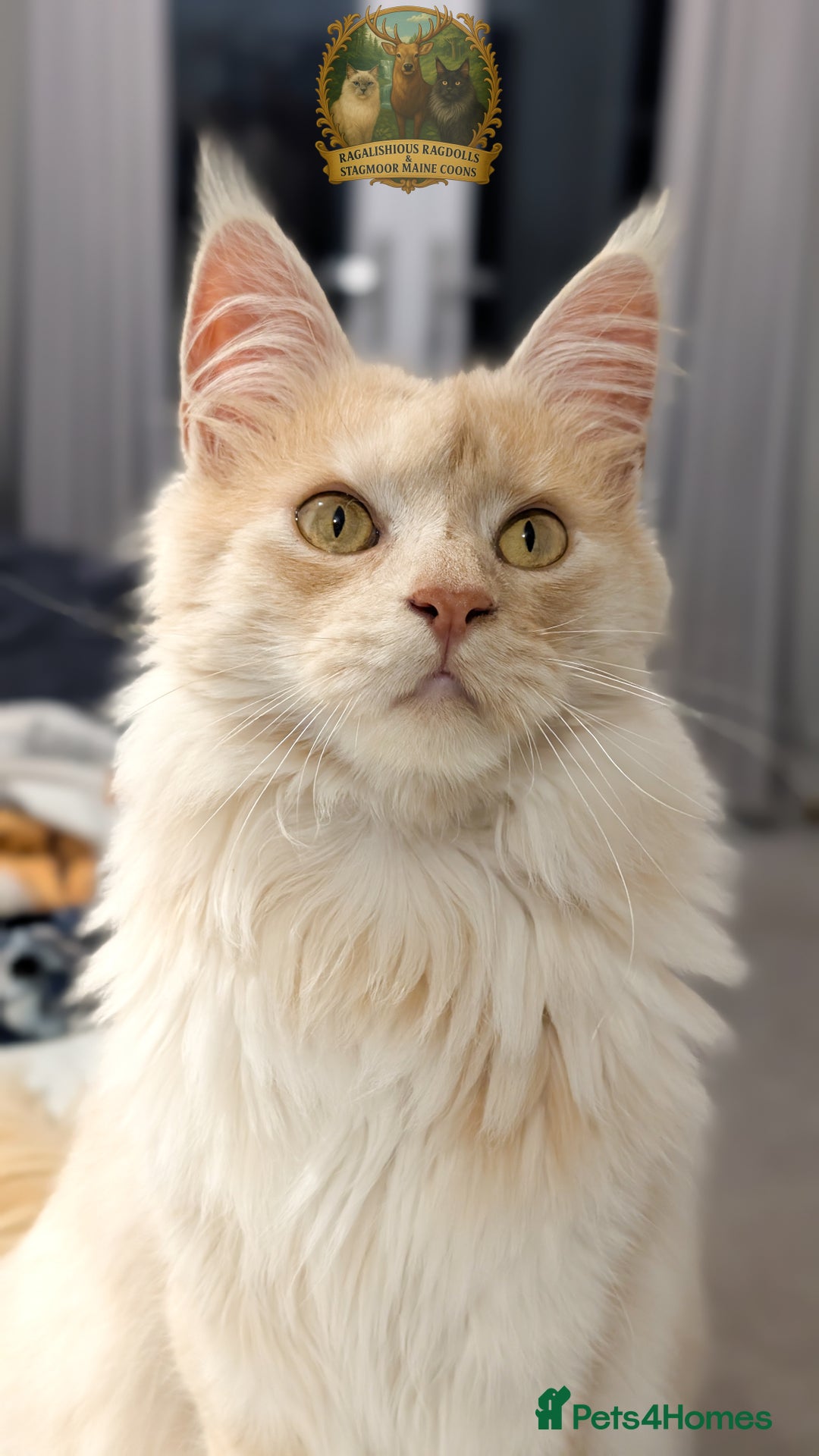 Maine Coon cats for stud: High Red Smoke 66/66 Polydactyl Champion Lines - Advert 1