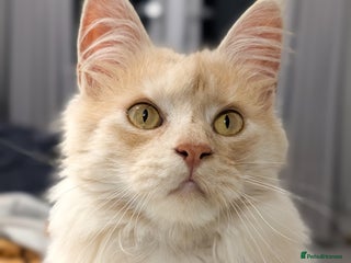 Maine Coon cats High Red Smoke 66/66 Polydactyl Champion Lines - Advert 9