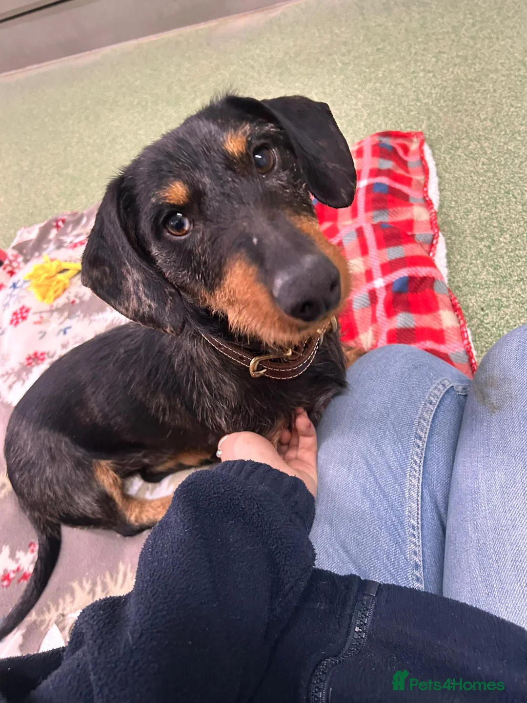 Dachshund dogs for adoption: Stitch - Advert 1