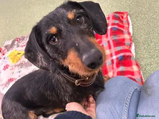 Dachshund dogs Stitch - Advert 1