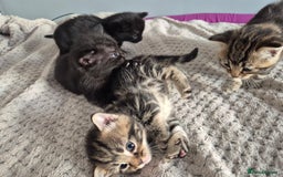 Mixed Breed cats for sale: 4 lovly kittens - Image 12