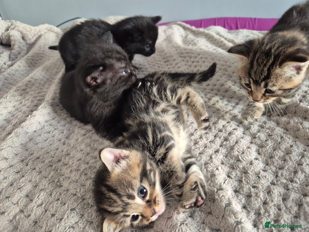 Mixed Breed cats for sale: 4 lovly kittens - Image 12