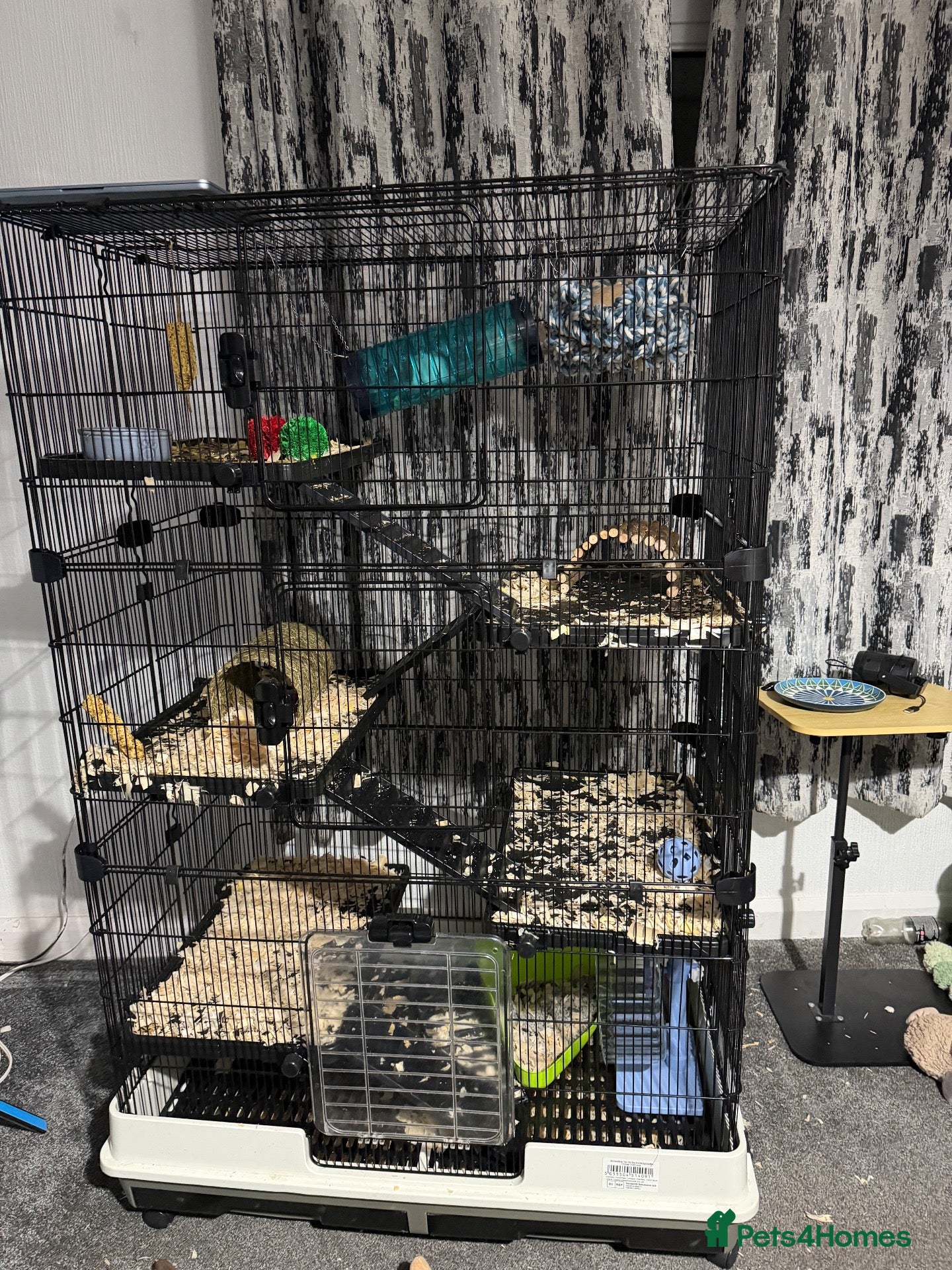 Rat rodents 4 rats with cage and bedding  - Advert 7