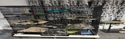 Rat rodents for sale: 4 rats with cage and bedding  in Wellington - Advert 1