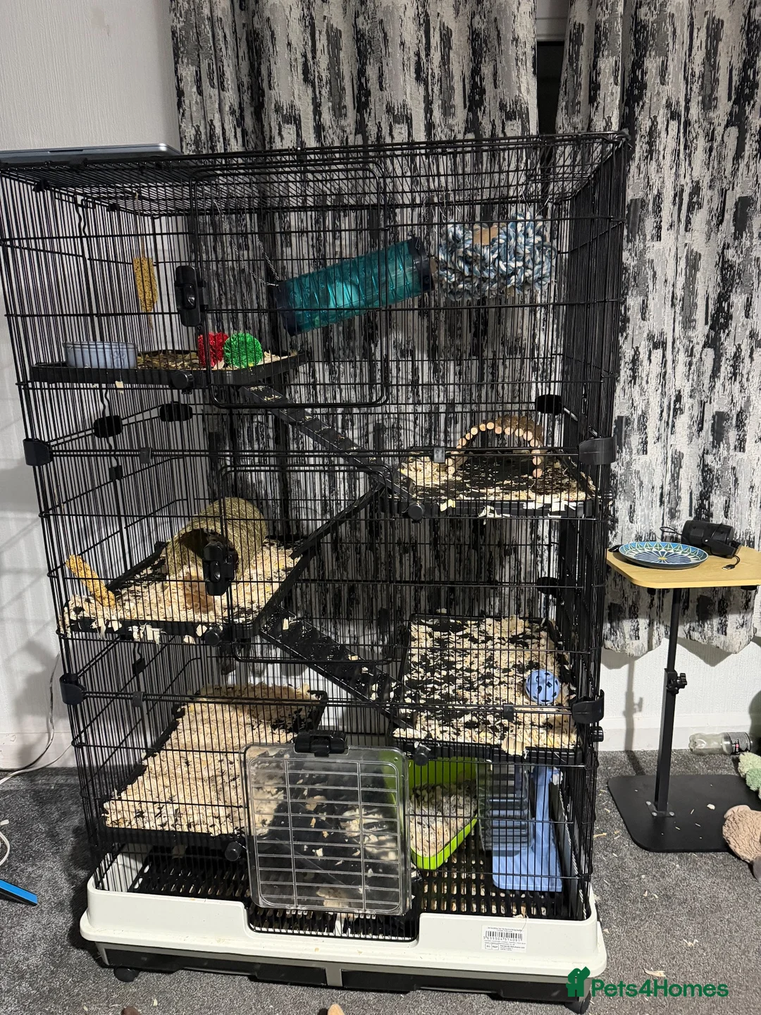 Rat rodents for sale: 4 rats with cage and bedding  in Wellington - Advert 1