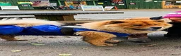 Chow Chow dogs for sale: Male Chow Chow for a new home - Advert 6