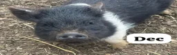 Pig livestock for sale: 🐷💙Meet Ant, Dec and Simon💙🐷 - Advert 4