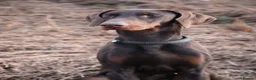 Dobermann dogs for sale: Trained family dog BRUCE  - Advert 11