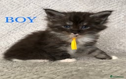 Maine Coon cats for sale: MaineCoon Kittens For Sale Black Smoke - Image 28