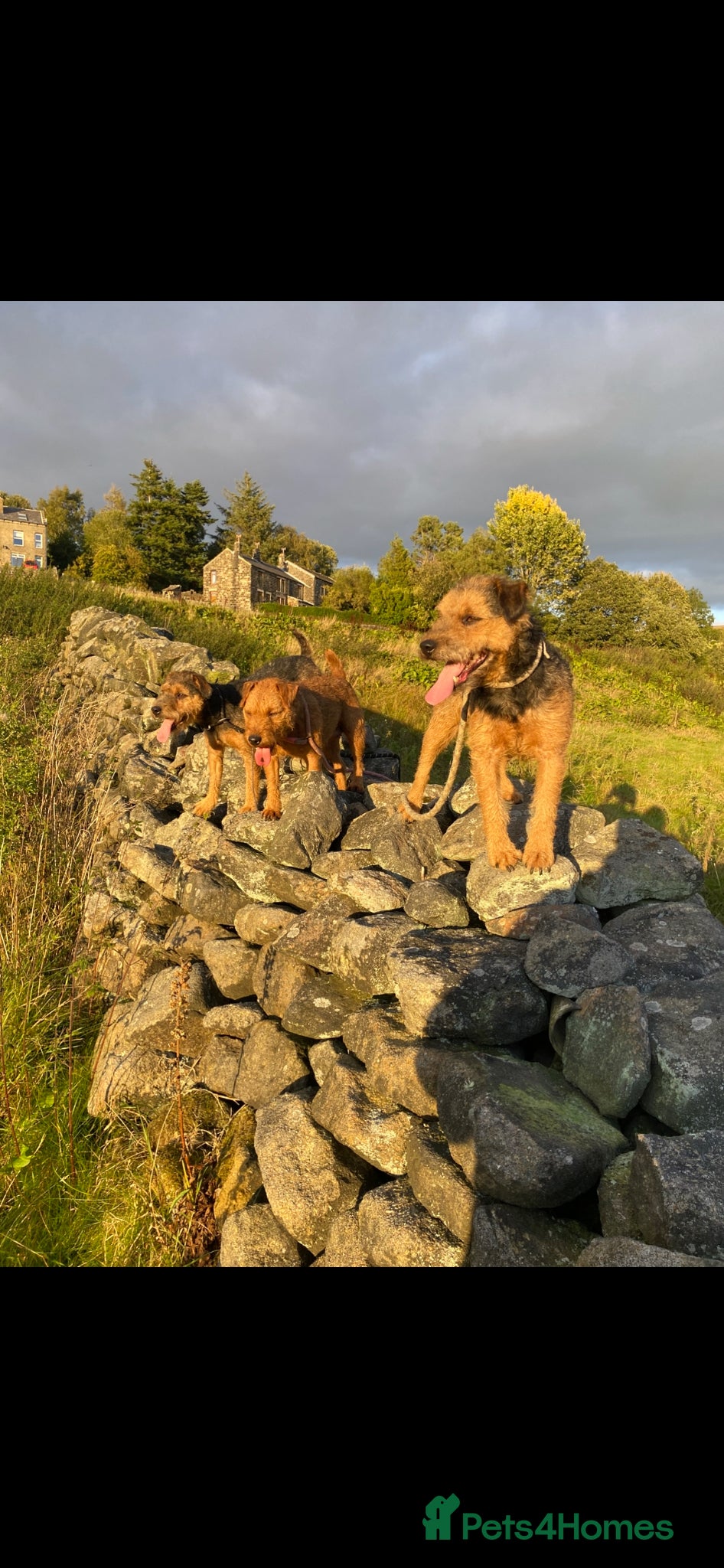 Lakeland Terrier dogs Stunning Lakelands  - Advert 2