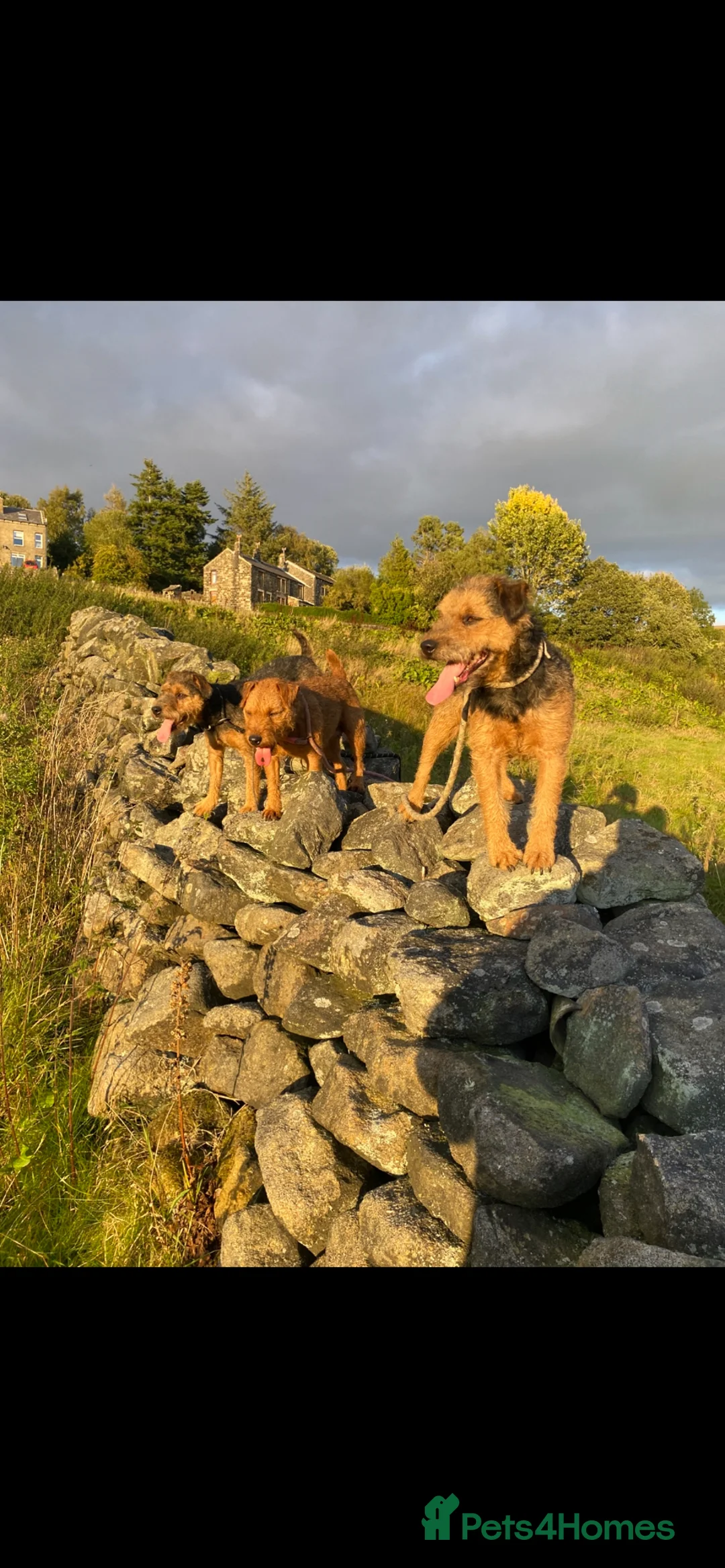 Lakeland Terrier dogs for sale: Stunning Lakelands  - Advert 2