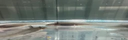 Axolotl reptiles for sale: Baby Axolotl 2”-3” - Advert 4