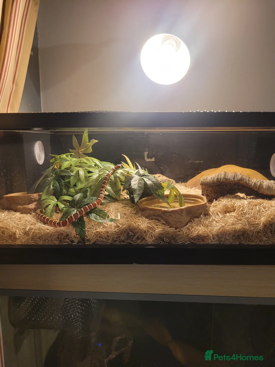 King Snake reptiles for sale: Arizona mountain kingsnake  in Petersfield - Advert 3