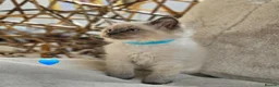 Ragdoll cats for sale: Pure Ragdoll Kittens Ready Leave Now  in Basildon - Advert 2